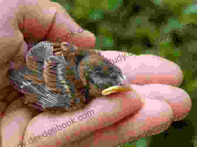 A Baby Bird With Soft, Downy Feathers Perched On A Human Hand. Itty Bitty Animals: Stories From The Rehabilitation Center