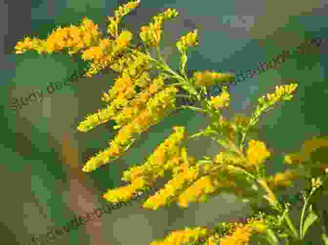 A Field Of Goldenrod Flowers Swaying In The Breeze. Goldenrod: Poems Maggie Smith