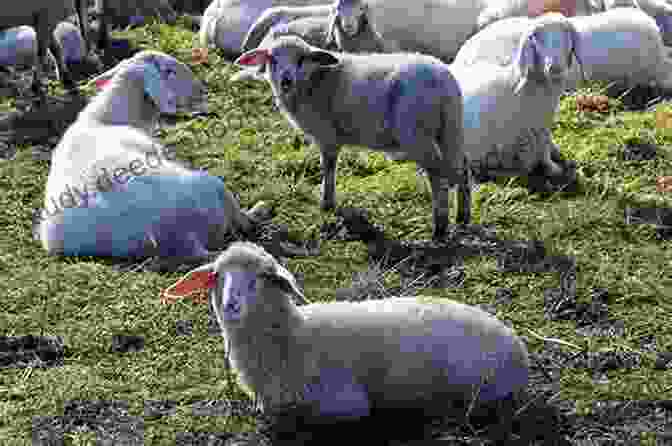 A Group Of Dairy Goats Grazing In A Field. RAISING DIARY GOAT FOR BEGINNERS: Learn Everything About Feeding Caring Fencing Grooming Milking And Raising Dairy Goat