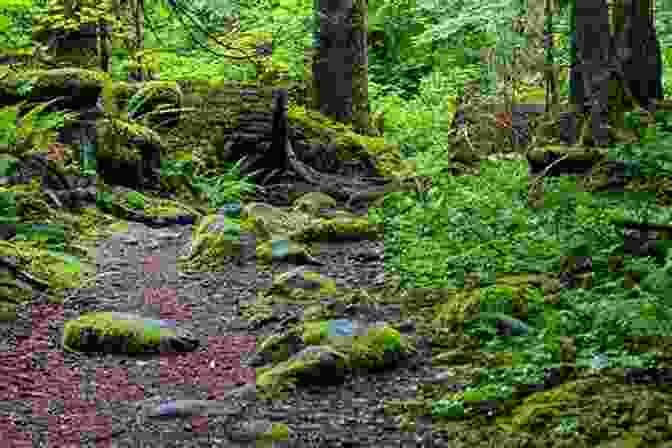 A Lush Green Forest With A Winding Path Beachside Beginnings (Marigold Island 2)