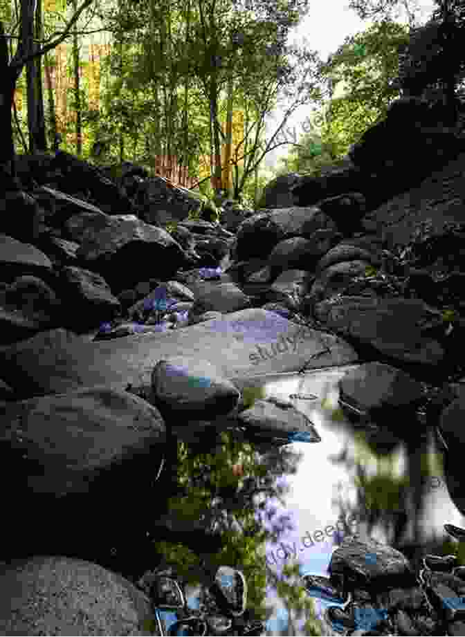 A Serene Trail Meandering Through The Lush Undergrowth Of Forest Park, Inviting Hikers To Immerse Themselves In Nature's Embrace. 5 Fun Free Fascinating Sights In Portland (5 Spot Ebook Travel Series)