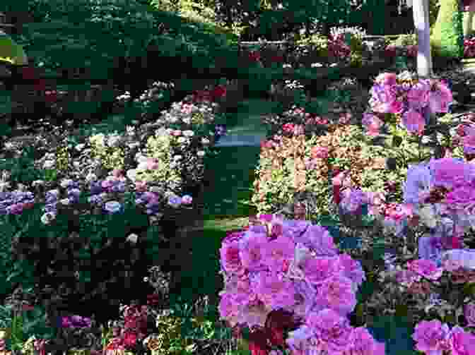 A Vibrant Display Of Blooming Roses In The International Rose Test Garden, Showcasing The Exquisite Diversity Of This Beloved Flower. 5 Fun Free Fascinating Sights In Portland (5 Spot Ebook Travel Series)