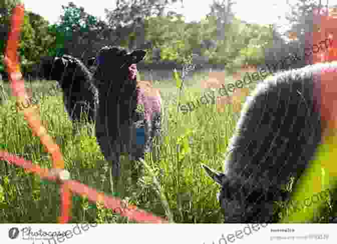 Baaa Carl Bowen Sitting On A Fence Surrounded By Sheep Baaa Carl Bowen