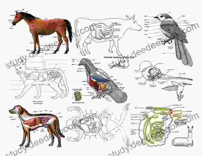 Diagram Of Mammal Anatomy Pocket Genius: Mammals: Facts At Your Fingertips