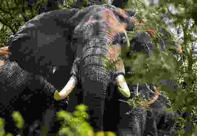 Ethel May, An African Bush Elephant, Walking Through The African Savanna Cute Animals Of Africa Ethel May