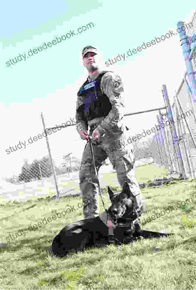 Extraction Specialist Van Horn, An Alert And Focused Military Working Dog, Poised In Readiness During A High Stakes Training Exercise. Extraction: SSG Vanhorn 6