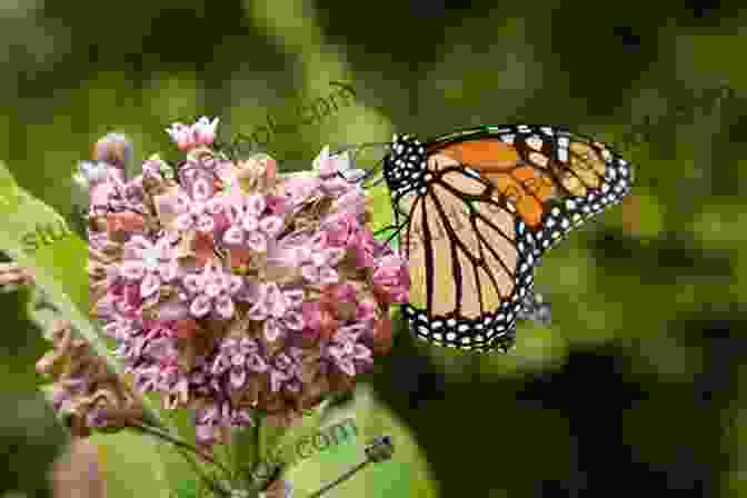 Monarch Butterfly Feeding On Milkweed Flower Monarch Butterflies : Monarch Butterflies Care Behavior Diet Interacting Costs And Health Care