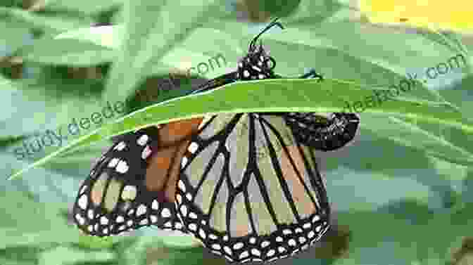 Monarch Butterfly Laying Egg On Milkweed Leaf Monarch Butterflies : Monarch Butterflies Care Behavior Diet Interacting Costs And Health Care