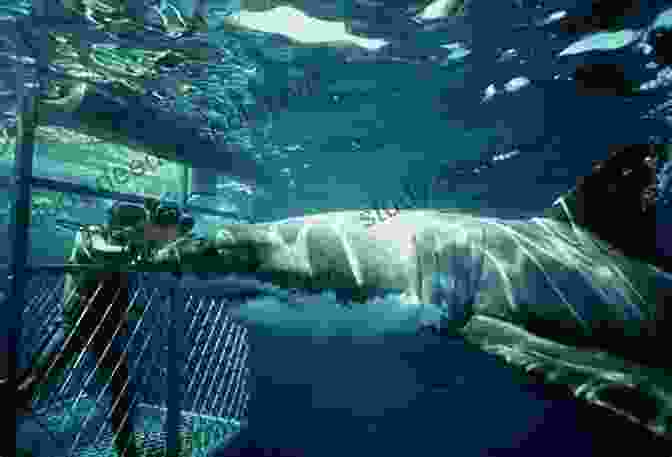 Person In A Shark Cage Diving With Great White Sharks In South Africa Adventures In Travel South Africa