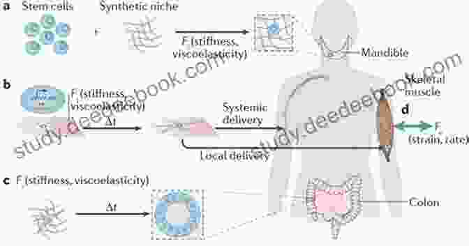 Regenerative Medicine Uses The Body's Own Cells And Tissues To Repair Or Replace Damaged Tissues. Innovative Perspectives In Oral And Maxillofacial Surgery