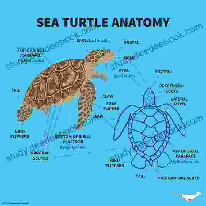 Sea Turtle Anatomy Diagram The Biology Of Sea Turtles Volume III (CRC Marine Biology Series)