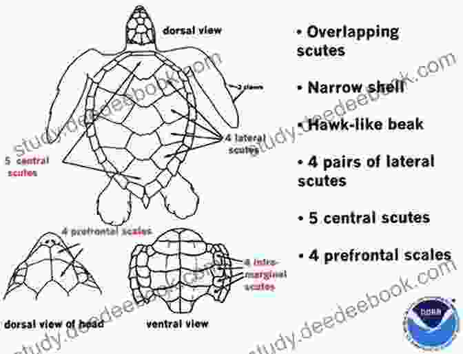 Sea Turtle Behavior Diagram The Biology Of Sea Turtles Volume III (CRC Marine Biology Series)