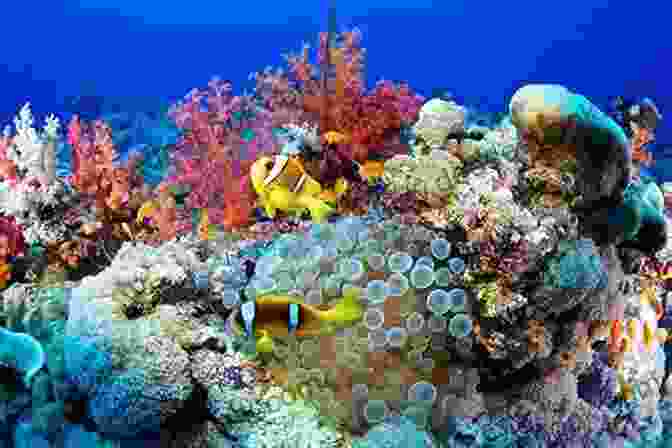 Vibrant And Diverse Coral Reefs At Blue Heaven Welcome To The Blue Heaven: Don T Bet Against The Goal Keeper