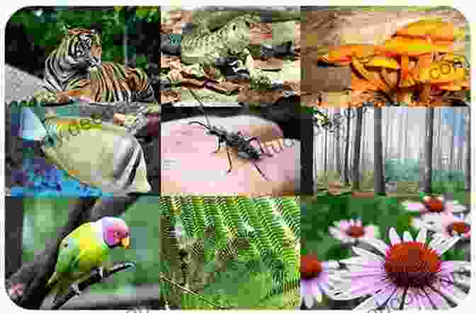 Vibrant Collage Showcasing Earth's Vast Biodiversity, From Microscopic Organisms To Towering Trees The Amazing Planet Earth (StoryBots) (Step Into Reading)