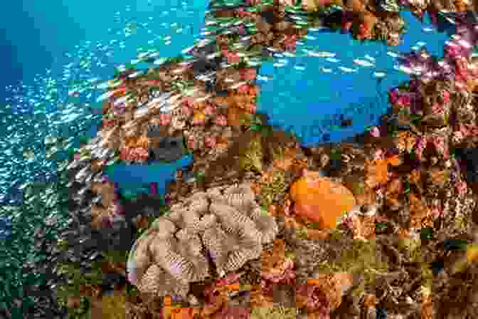 Vibrant Coral Reef Off Marigold Island Beachside Secrets (Marigold Island 4)