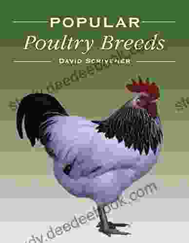 Popular Poultry Breeds David Scrivener