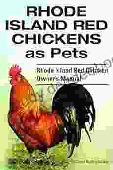 Rhode Island Red Chicken Owner S Manual Rhode Island Red Chickens As Pets